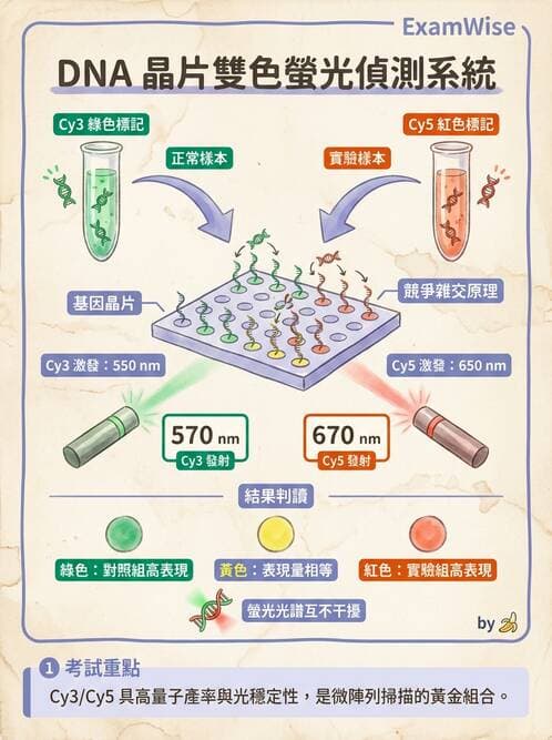 醫檢師 - 雜交探針與晶片技術 - AI 圖文解析預覽