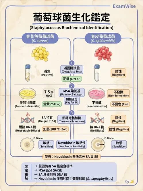 醫檢師 - 葡萄球菌與腸球菌 - AI 圖文解析預覽