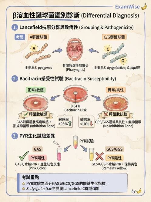 醫檢師 - 鏈球菌與其他革蘭氏陽性桿菌 - AI 圖文解析預覽