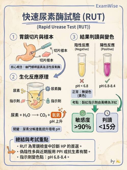 醫檢師 - 腸內菌鑑別方法與培養基 - AI 圖文解析預覽