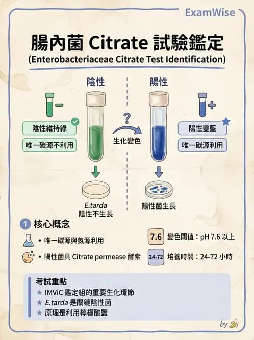 醫檢師 - 其他腸內菌科 - AI 圖文解析預覽