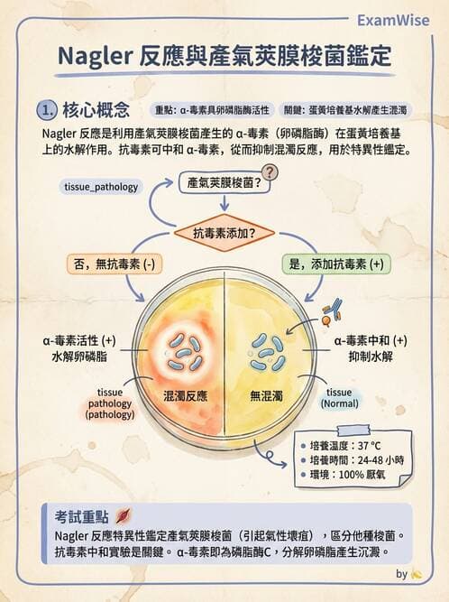 醫檢師 - 厭氧菌 - AI 圖文解析預覽
