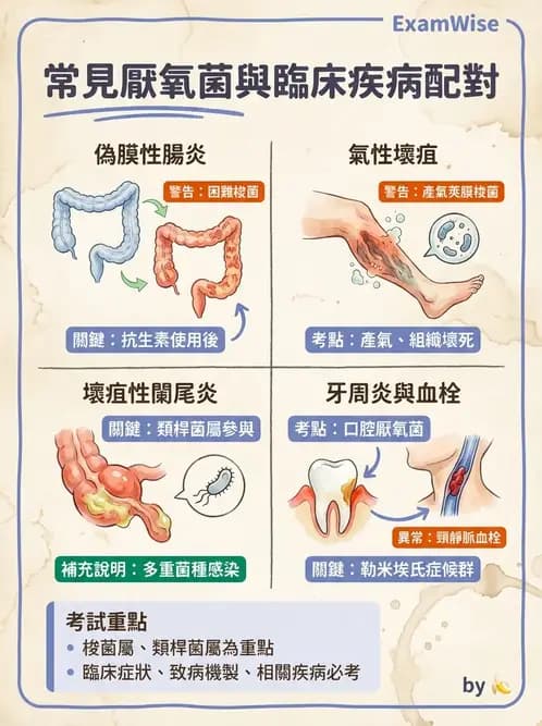 醫檢師 - 厭氧菌 - AI 圖文解析預覽