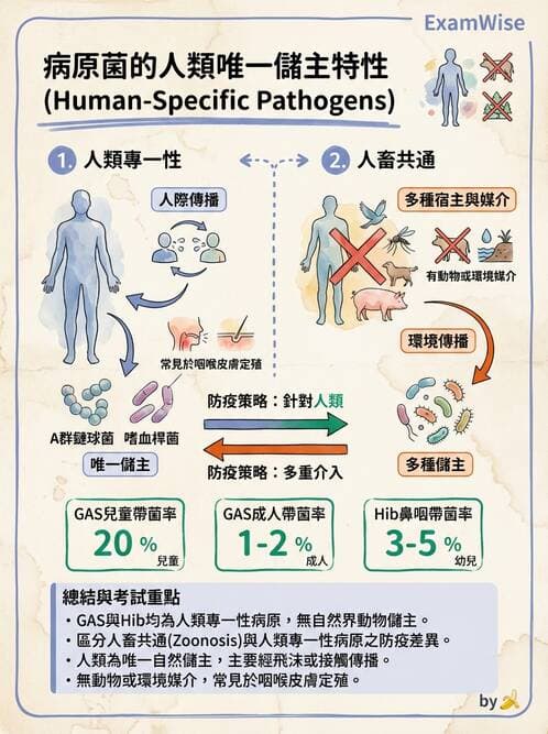醫檢師 - 鏈球菌與其他革蘭氏陽性桿菌 - AI 圖文解析預覽