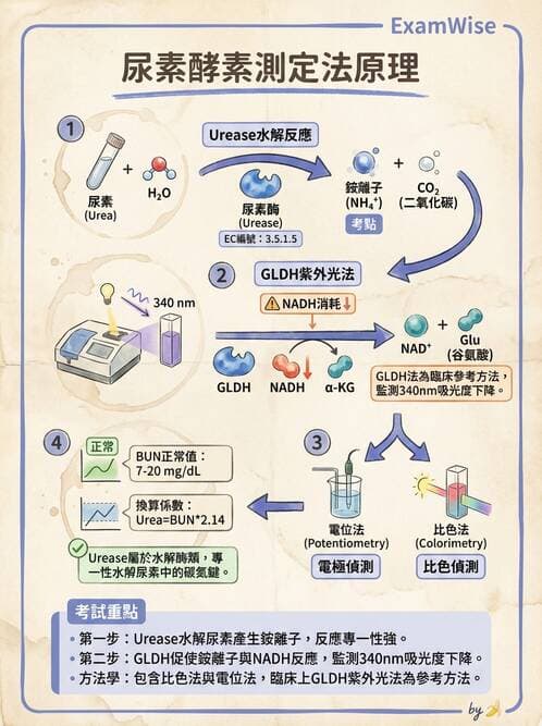 醫檢師 - 腎臟機能與代謝評估 - AI 圖文解析預覽