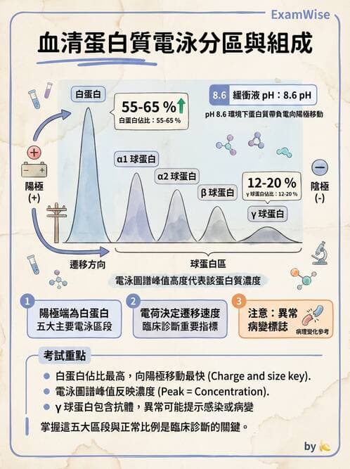 醫檢師 - 血清蛋白與蛋白質檢測 - AI 圖文解析預覽