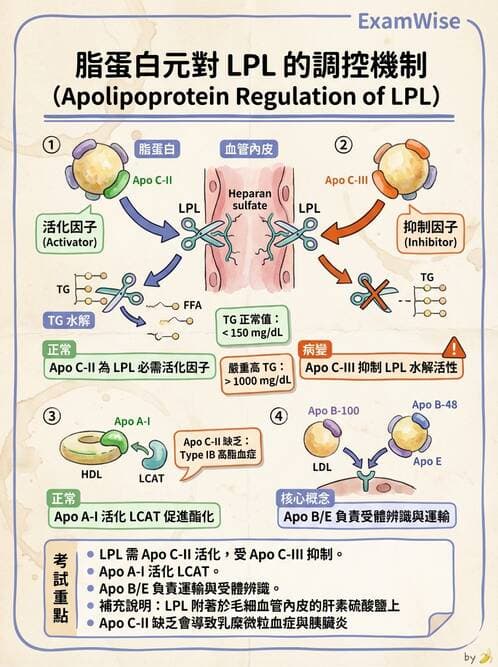 醫檢師 - 脂蛋白分類與臨床應用 - AI 圖文解析預覽
