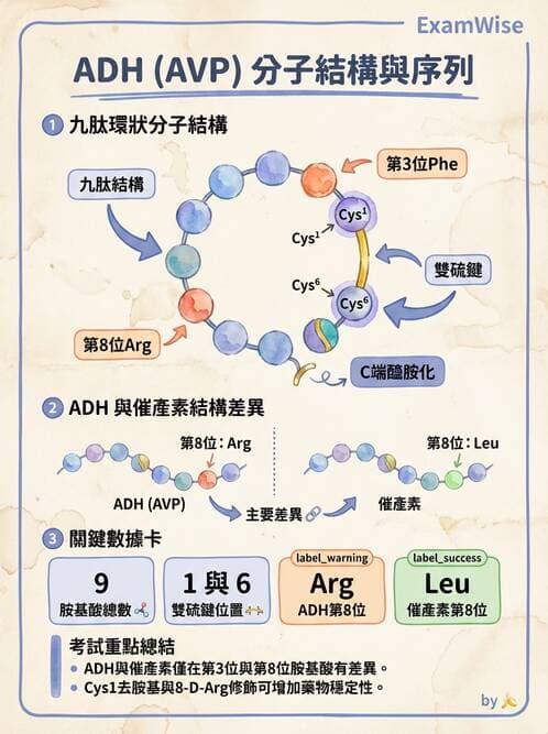 醫檢師 - 甲狀腺與垂體內分泌 - AI 圖文解析預覽