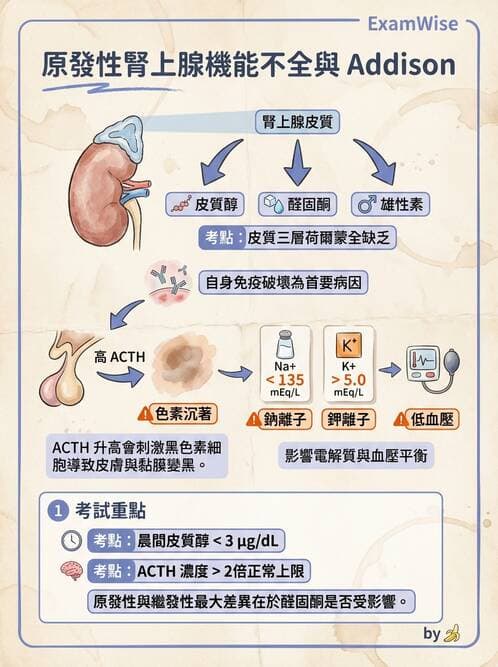 醫檢師 - 腎上腺與生殖內分泌 - AI 圖文解析預覽