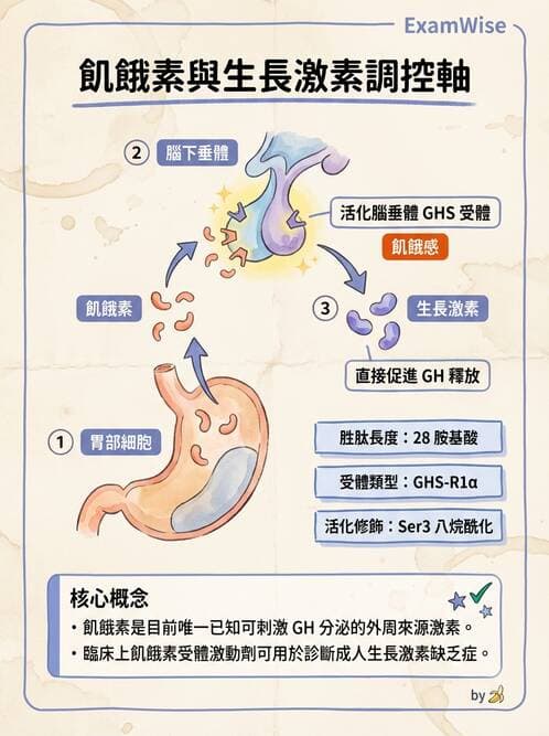 醫檢師 - 甲狀腺與垂體內分泌 - AI 圖文解析預覽