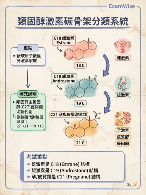醫檢師 - 腎上腺與生殖內分泌 - AI 圖文解析預覽