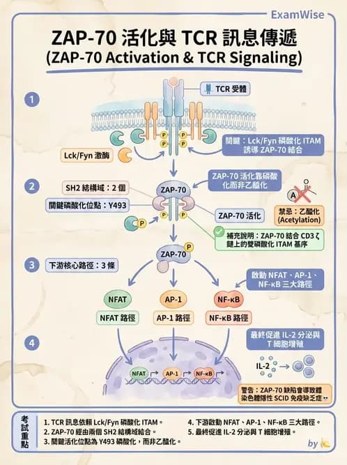 醫檢師 - T細胞發育與功能 - AI 圖文解析預覽