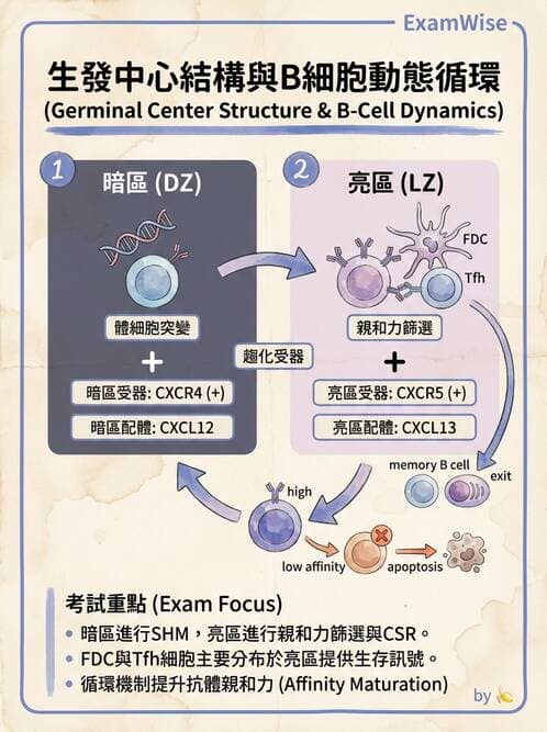 醫檢師 - B細胞發育與抗體生成 - AI 圖文解析預覽