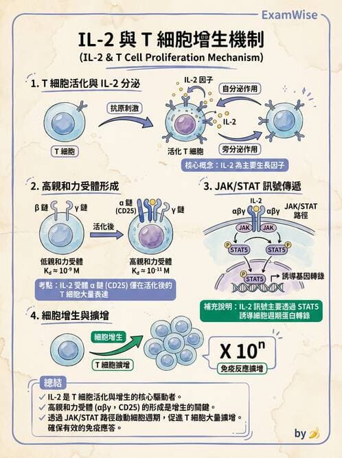 醫檢師 - 細胞激素與抗原呈獻 - AI 圖文解析預覽