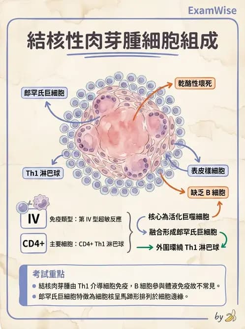 醫檢師 - T細胞發育與功能 - AI 圖文解析預覽