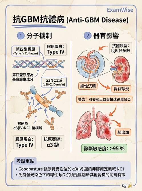 醫檢師 - 其他自體免疫疾病與自體抗體檢驗 - AI 圖文解析預覽
