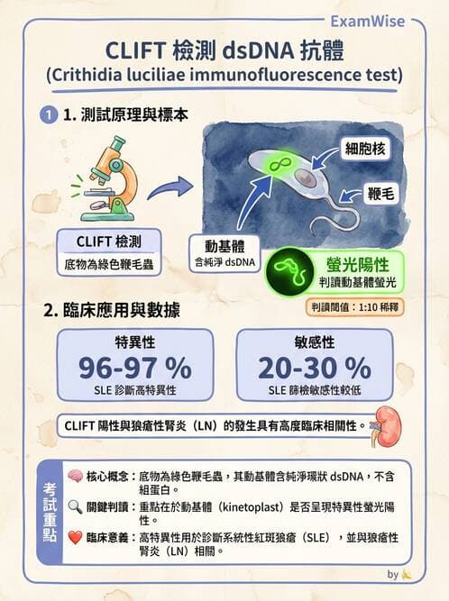 醫檢師 - 全身性紅斑性狼瘡與抗磷脂質症候群 - AI 圖文解析預覽