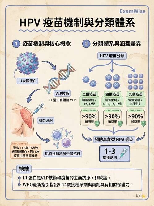 醫檢師 - 人類乳突病毒 - AI 圖文解析預覽
