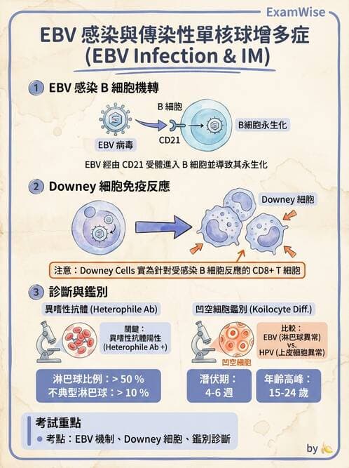 醫檢師 - 疱疹病毒科 - AI 圖文解析預覽