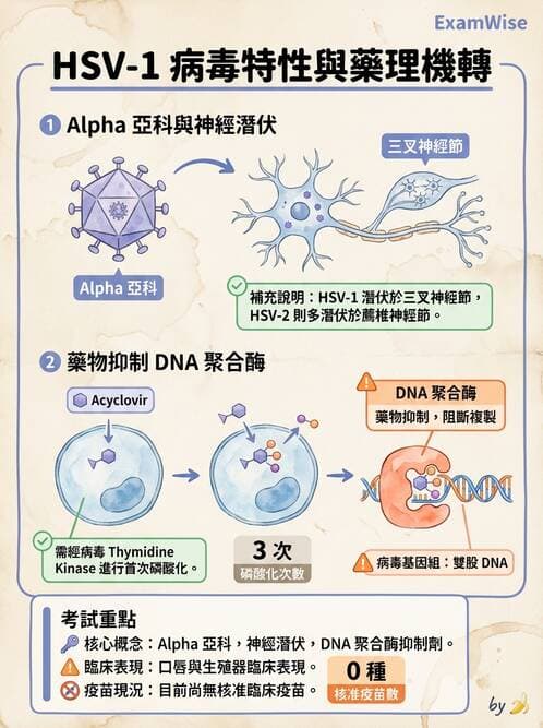醫檢師 - 疱疹病毒科 - AI 圖文解析預覽