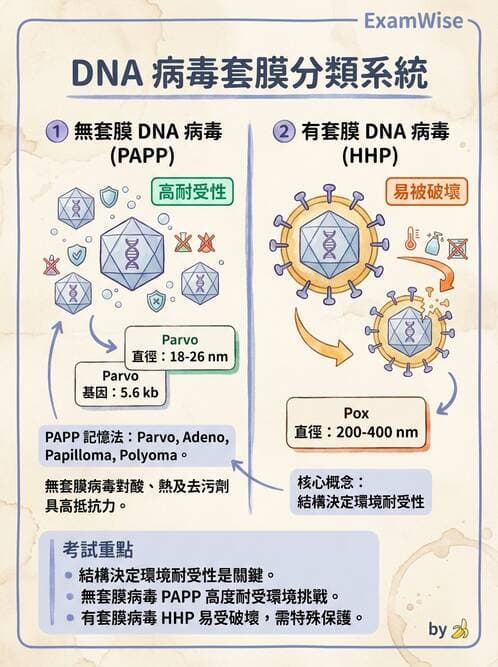 醫檢師 - 細小病毒與多瘤病毒 - AI 圖文解析預覽