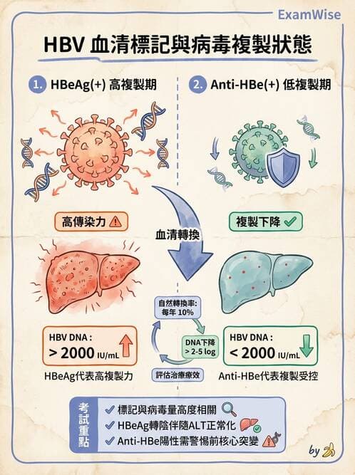 醫檢師 - B型肝炎病毒 - AI 圖文解析預覽