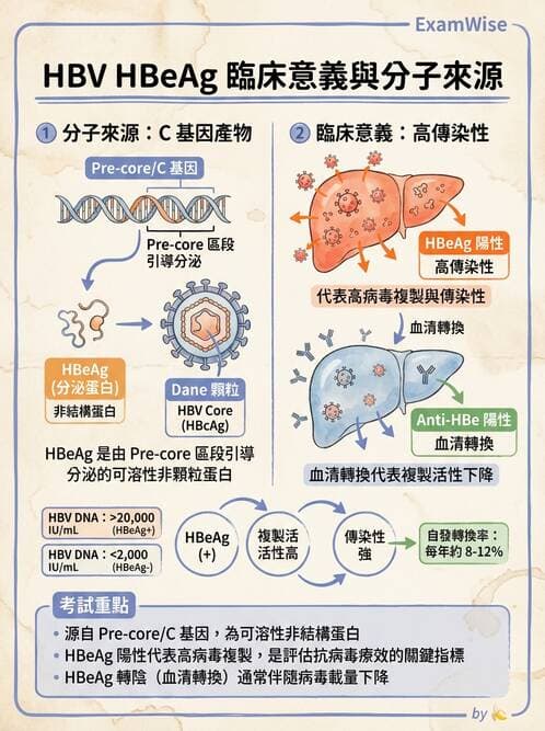 醫檢師 - B型肝炎病毒 - AI 圖文解析預覽