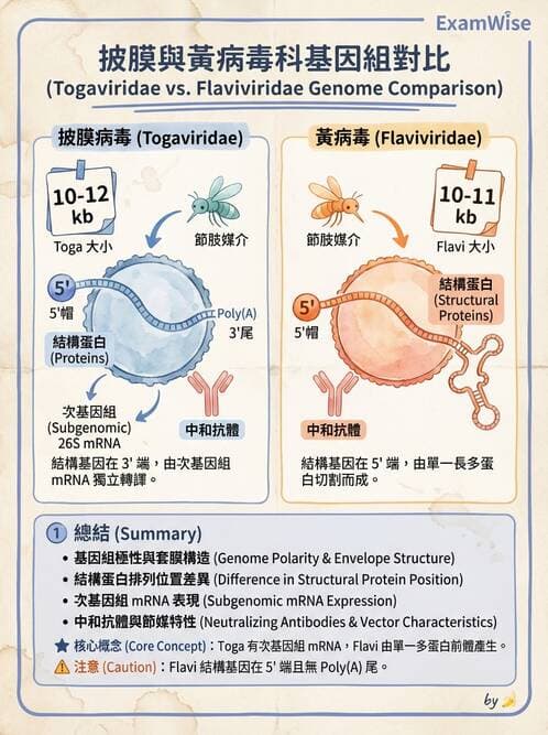 醫檢師 - 黃病毒科與蟲媒病毒 - AI 圖文解析預覽