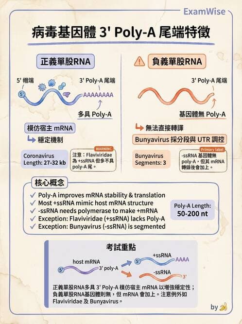醫檢師 - 其他RNA病毒 - AI 圖文解析預覽