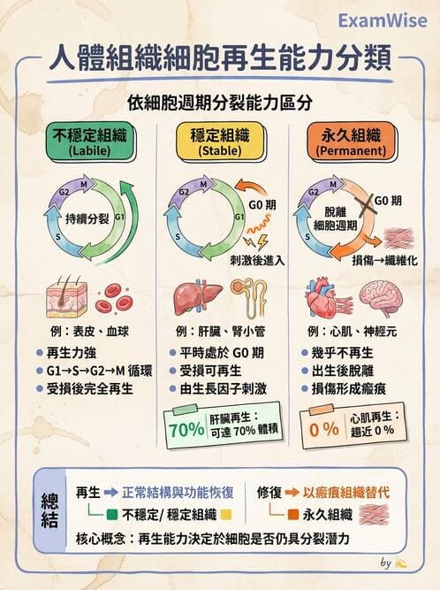 醫檢師 - 細胞傷害、發炎與修復 - AI 圖文解析預覽