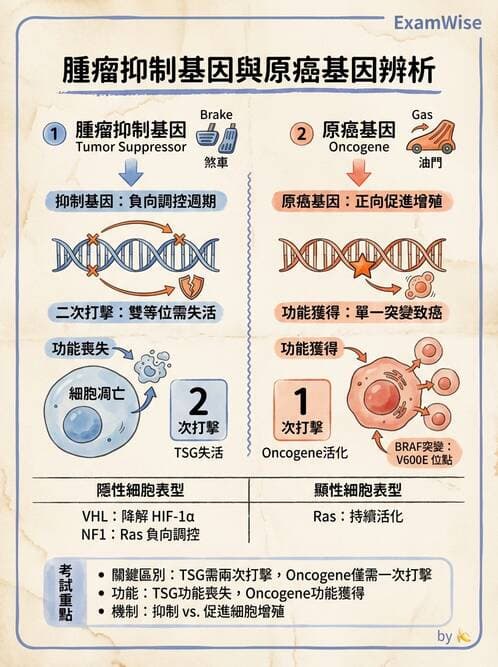 醫檢師 - 腫瘤概論 - AI 圖文解析預覽
