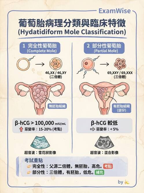 醫檢師 - 乳房及女性生殖疾病 - AI 圖文解析預覽