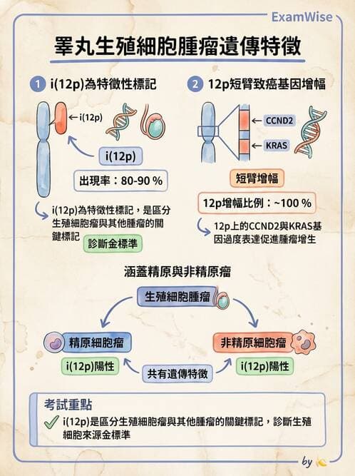 醫檢師 - 腎臟泌尿及男性生殖疾病 - AI 圖文解析預覽