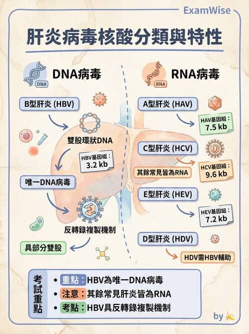 醫檢師 - 消化肝膽疾病 - AI 圖文解析預覽
