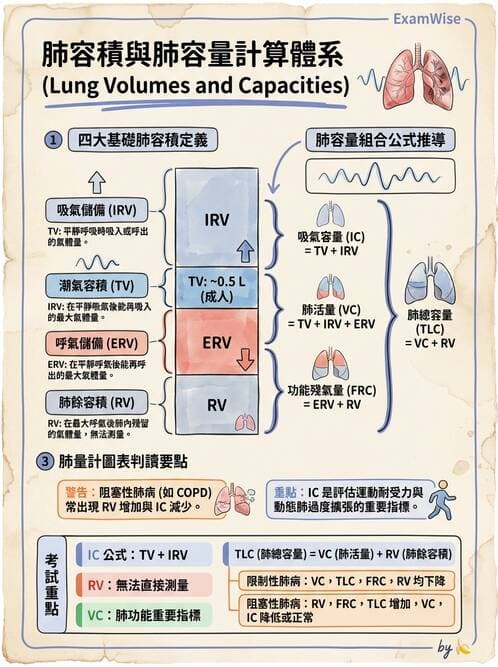 醫檢師 - 肺功能基礎與指標 - AI 圖文解析預覽
