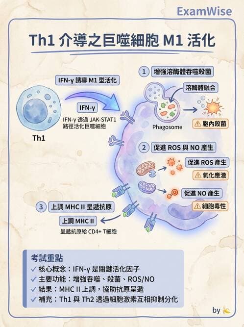 醫檢師 - 免疫疾病 - AI 圖文解析預覽
