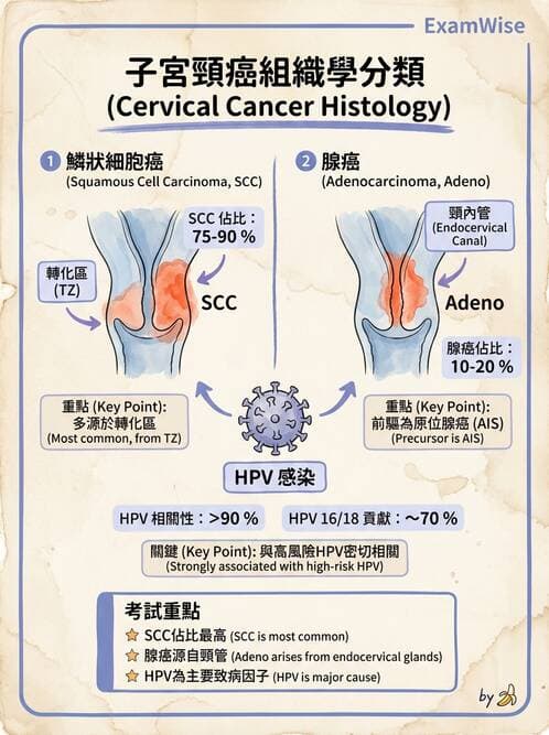 醫檢師 - 乳房及女性生殖疾病 - AI 圖文解析預覽