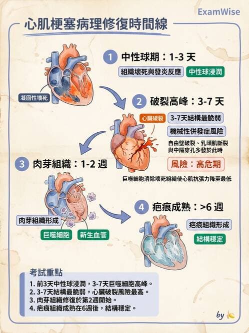 醫檢師 - 心血管疾病 - AI 圖文解析預覽