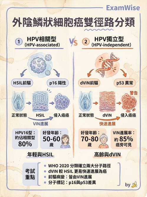 醫檢師 - 乳房及女性生殖疾病 - AI 圖文解析預覽