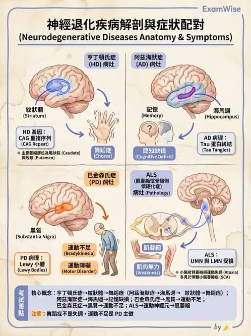 醫檢師 - 神經系統疾病 - AI 圖文解析預覽
