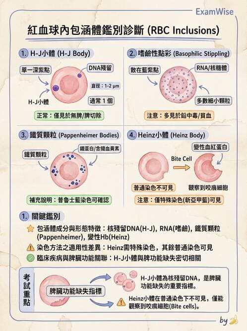 醫檢師 - 紅血球生理與形態 - AI 圖文解析預覽
