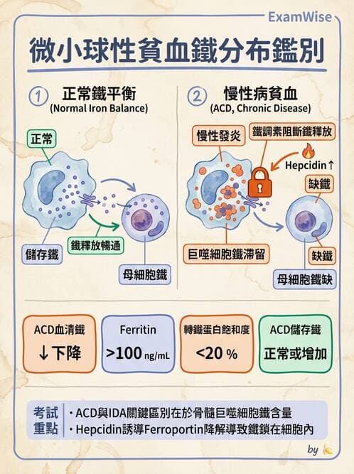 醫檢師 - 貧血診斷與營養缺乏性貧血 - AI 圖文解析預覽