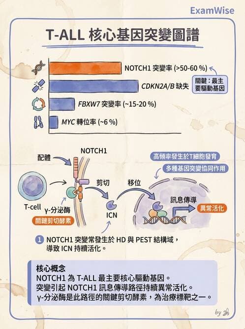 醫檢師 - 急性白血病 - AI 圖文解析預覽