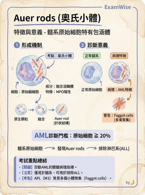 醫檢師 - 急性白血病 - AI 圖文解析預覽
