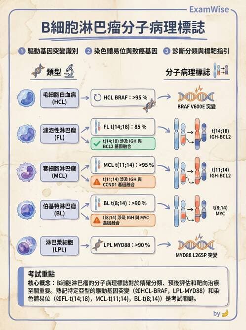 醫檢師 - 淋巴瘤、漿細胞疾病與白血球異常 - AI 圖文解析預覽