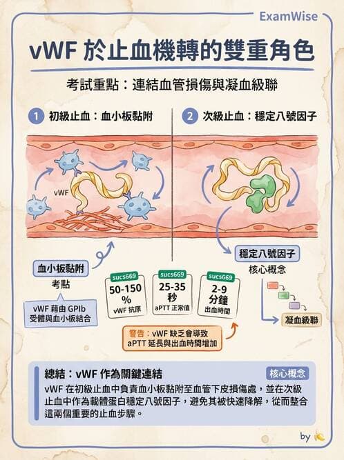 醫檢師 - 血小板與止血生理 - AI 圖文解析預覽