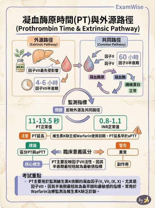 醫檢師 - 凝血因子與凝血檢驗 - AI 圖文解析預覽