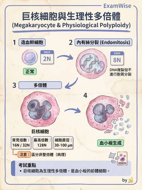 醫檢師 - 血小板與止血生理 - AI 圖文解析預覽