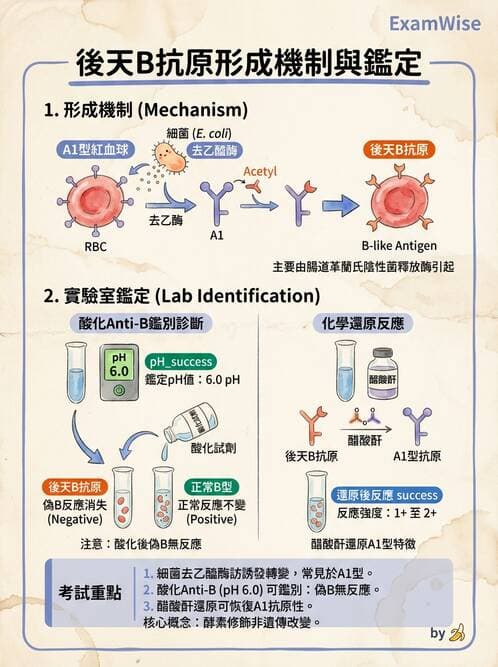 醫檢師 - 紅血球抗原與血型系統 - AI 圖文解析預覽