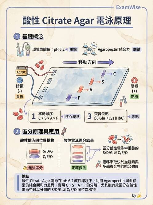 醫檢師 - 溶血性貧血與血色素病變 - AI 圖文解析預覽